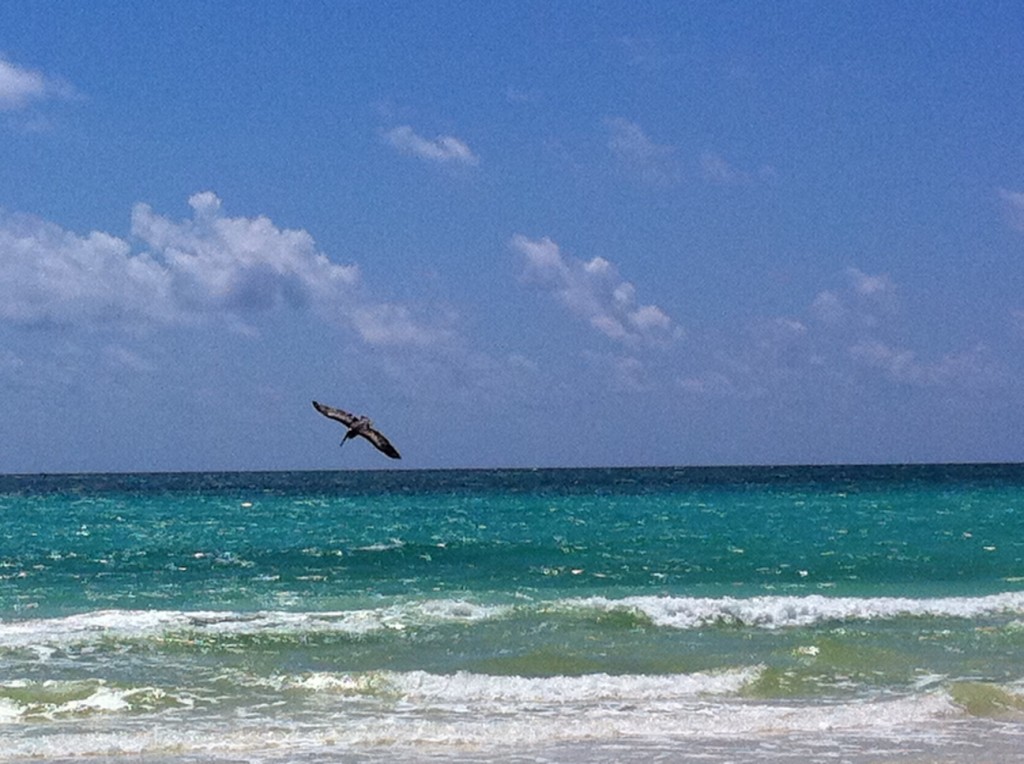 Pelican at Sian Ka'an Beach