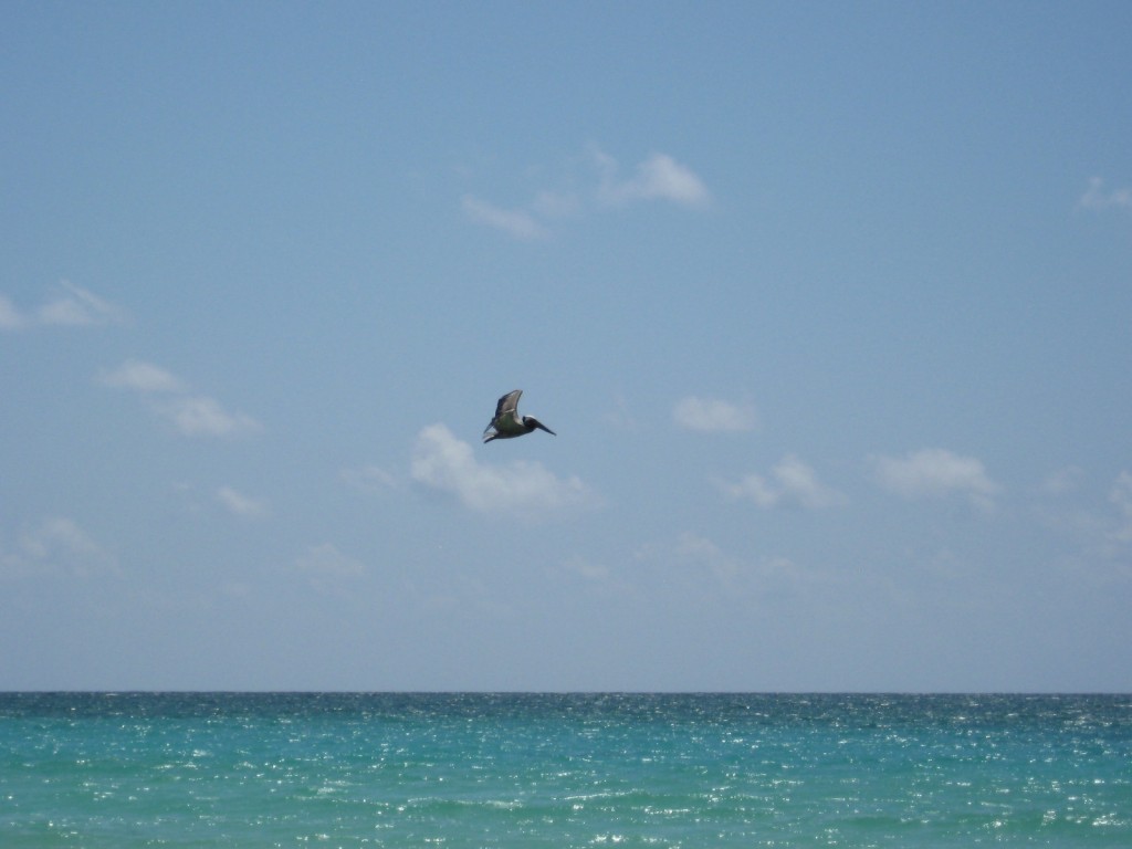 Pelican flying. . .