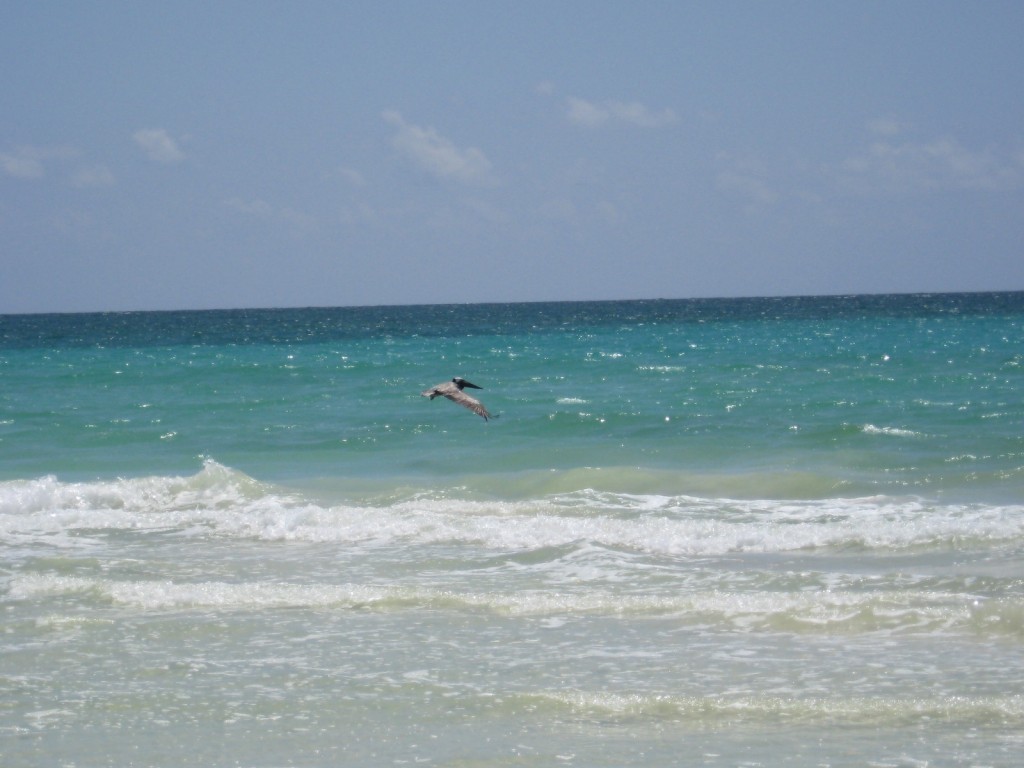 Pelican landing. . .