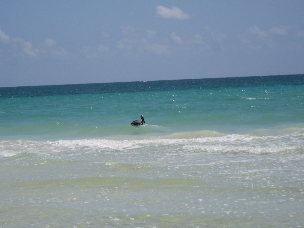 SK pelican sea