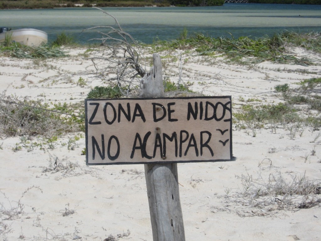 Sea tern nesting grounds